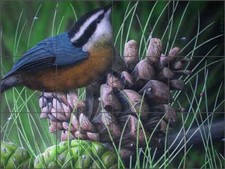 Bird Tile Backsplash Justin Sparks Nuthatch Art Ceramic Mural JSA031