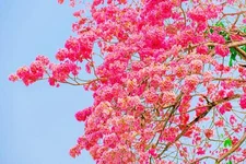 Pink Trumpet Tree Seeds for Planting - 30 Seeds - Tabebuia rosea