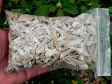 B GRADE 1 pound Bag Sand tiger Sharks Teeth  Fossil Shark Tooth 600-800 pc shark
