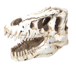 T-Rex Resin Skull fossil replica Tabletop Decor 7.5” x 5”