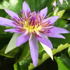Colorata Blue Tropical Waterlily Live Freshwater Plants Pond Decoration Flower