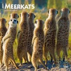 Browntrout Meerkats 2025 12 x 12 Wall Calendar w