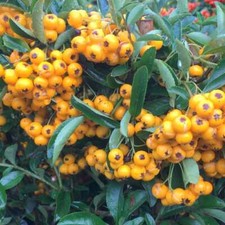 Pyracantha Saphyr Jaune Cadaune Firethorn Yellow Shrubs Bush 10L Plant Trellis