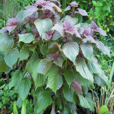 #ad #ad 400Purple Shiso Seeds Purple perilla Zisu Tia To Tim Beefsteak Sesame leaf USA $2.99