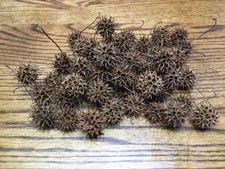 50 Sweet Gum Tree Liquidambar Spiked Ball Pods, Dried Crafts, Wreaths, DIY