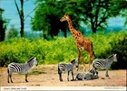 IMN06128 africa savannah safari grants zebra giraffe forest fauna