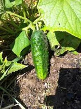 CUCUMBER SEED, BOSTON PICKLING, HEIRLOOM, NON GMO, 50 SEEDS, PICKLE