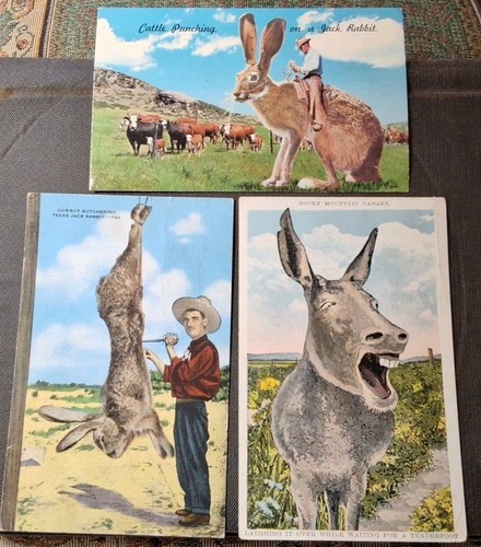 3 Postcards Cattle Punching on Jack Rabbit /Texas Jack Rabbit /Rocky Mt. Canary - Picture 1 of 5