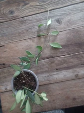 BOGO Hoya Burtoniae Rooted In 3.5" Pot.. 