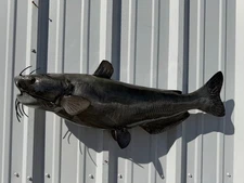 31" Channel Catfish Full Mount Replica - Quick Production