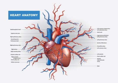 Pädagogisches Herz Anatomie Diagramm Lernen Wand Poster Druck optional laminiert