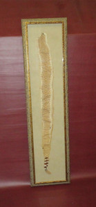 Real Western Diamondback Rattlesnake Snakeskin Rattle in 40" Frame Under Glass