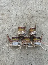 5 Rooted Dark Purple Sugarcane Cutting Sweet And Juicy Ready To Plant