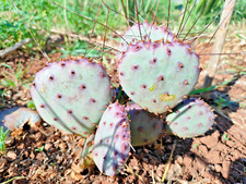 Fico d'india viola n. 1 Talea  - Opuntia var. macrocenta Santa Rita