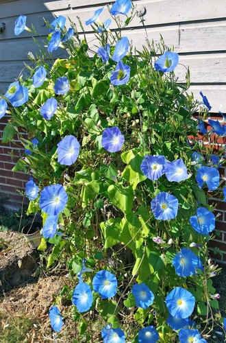 Semillas Heavenly Blue Morning Glory | Ipomoea Climber Vine Sun Flower Seed 2025 - Imagen 4 de 4