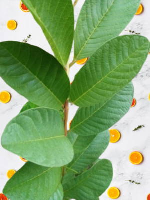 guava leaves dehydrated Herbal Tea weight loss more health benifit