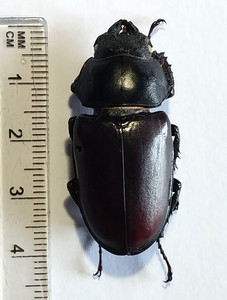 Lucanus Cervus | eBay