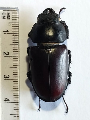 Lucanus cervus female A1, Lucanidae from Southern Ukraine