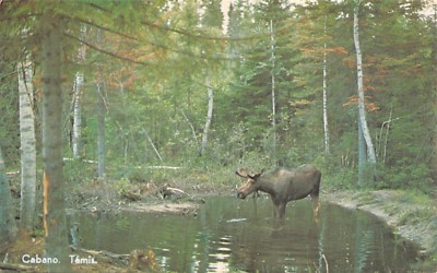 Cabano Temiscouata-Sur-Le-Lac Quebec Ca Moose Postkarte 1960er