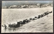 COWS CROSSING THE TUGELA RIVER KWAZULU NATAL PROVINCE SOUTH AFRICA RPPC NEW EX
