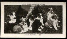 Tobacco Card, Pattreiouex, ANIMALS & SCENES, 1925, Collie Puppies, JS 1/96A, #30