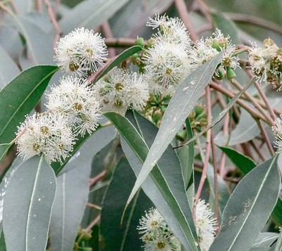 Eucalyptus viminalis 30-50cm | Manna gum | Ribbon gum - Mannagummi | Bandgummi