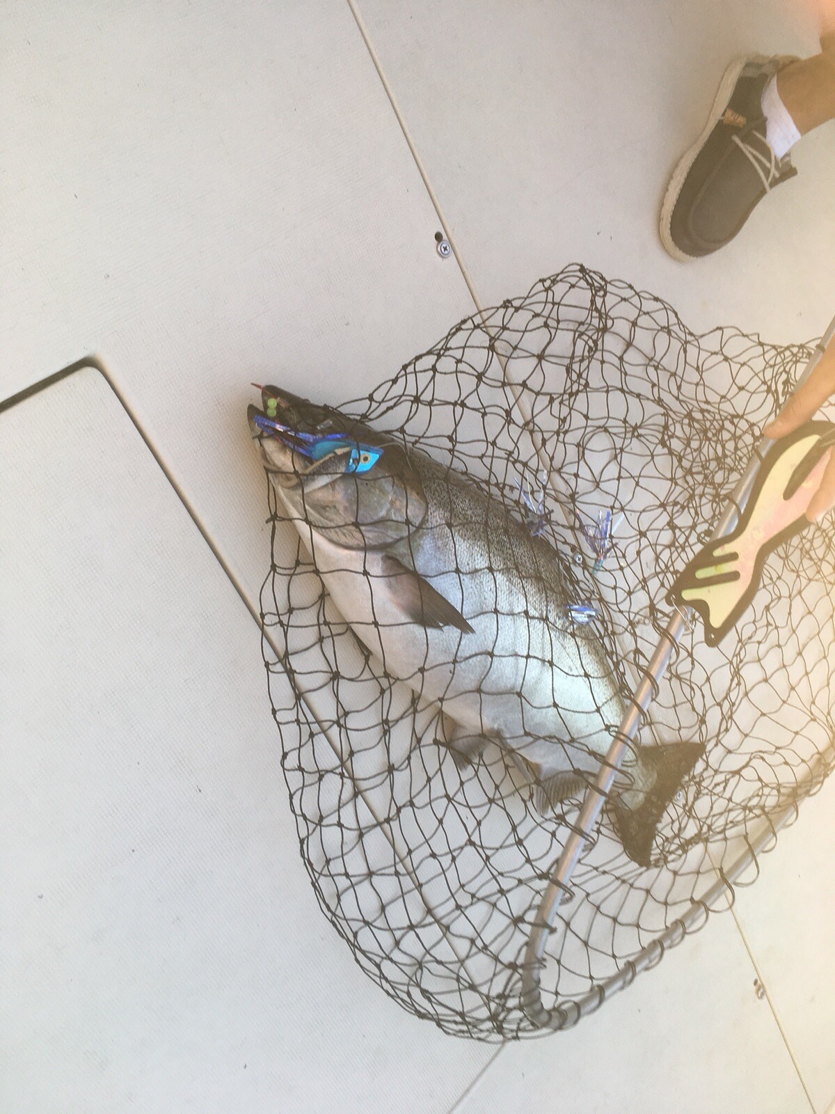 High Percentage Bait/Meat Rig UV Over Black 