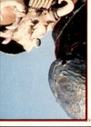 Bild 82 von 355