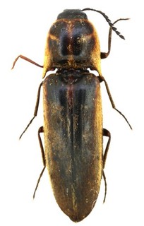 LOT OF 2 ELATERIDAE SP. AGO2351 2352 24 24MM BR
