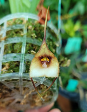 Rare Dracula ophioceps orchid plant FS / Monkey face orchid  not in bloom