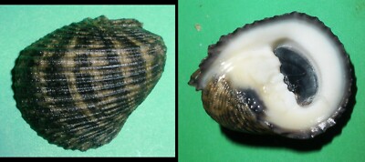 Nerita planospira - NERITIDAE - Philippines Seashell - 22mm  F++   #2154