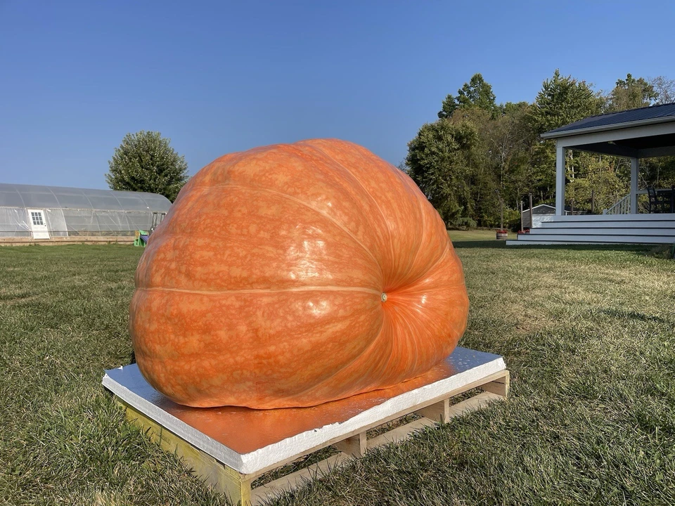 Atlantic Giant Pumpkin Seeds 1087 McMillin’24 (2245 Andrusz X 1109 McMillin) $35 Foto 3 de 4