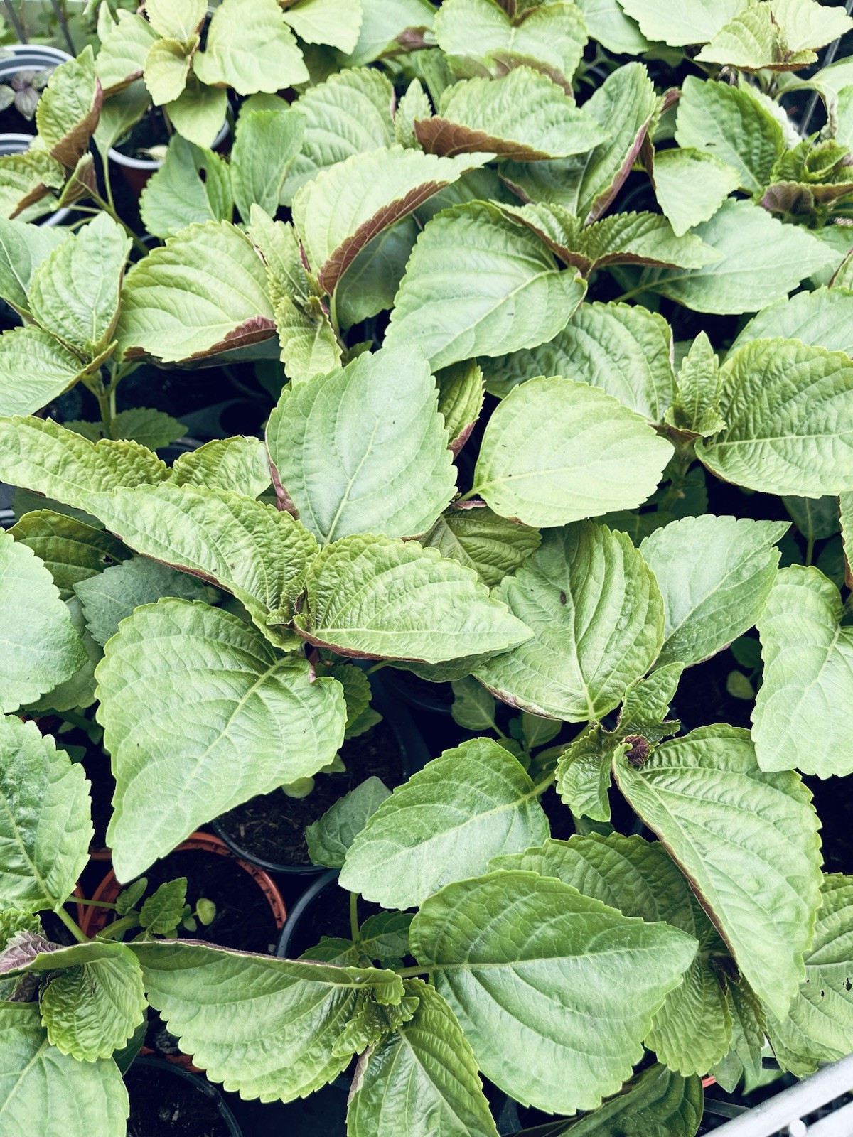 100 SamenKoreanische Perilla Shiso Sesame Blätter