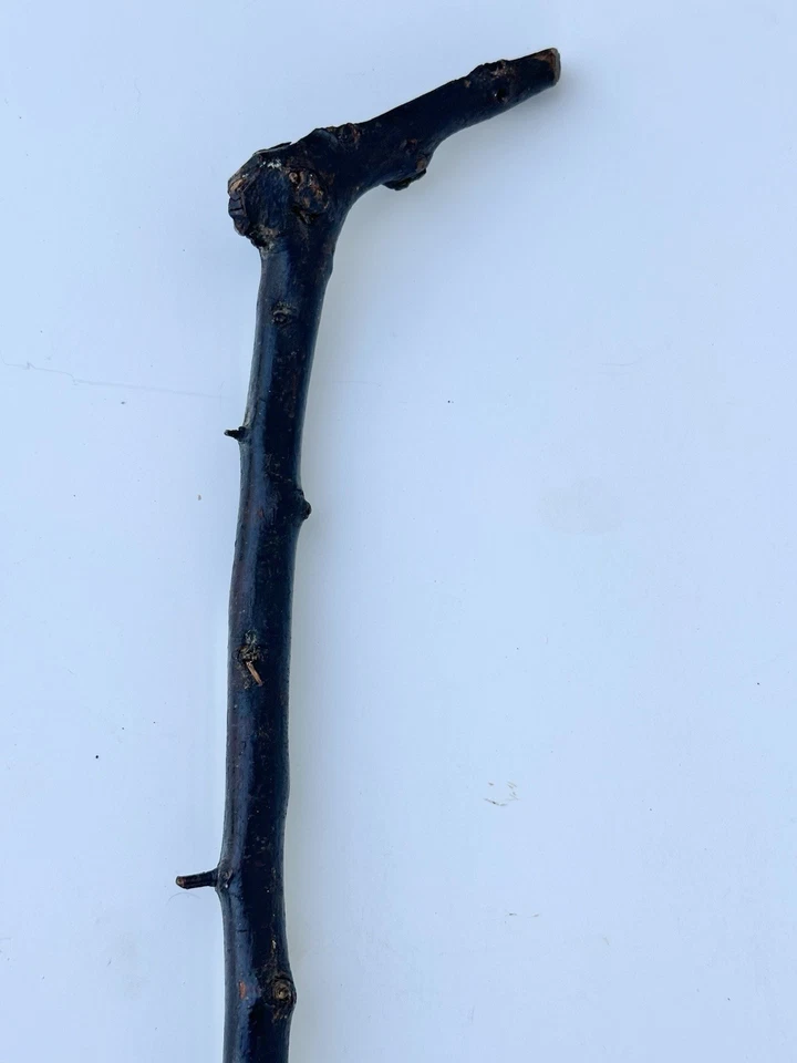 Bastón de Caminar Shillelagh Espinoso Espino Negro Irlandés De Colección Foto 3 de 4