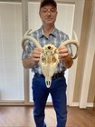 Nice Perfect 123” Wild 8 pointer Whitetail Deer Antler  Horn European skull shed — photo 8