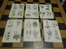 6 X 4 MID 19TH CENTURY  ENGRAVINGS OF PLANTS