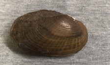 Elliptio buckleyi Buckley's Pearly Mussel 53.8mm  