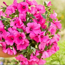 Rose Mallow TANAGRA HOT PINK Blooms Pollinator Attractor Non-GMO 100 Seeds