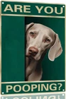 Weimaraner Dog Vintage Are You Pooping Tin Metal Signs Home Décor 8x12