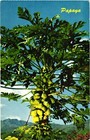 Jamaica Jamaican Papaya-one of the Luscious Tropical Fruits Enjoyed Postcard