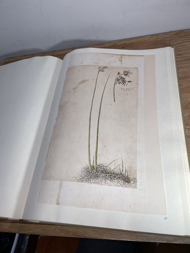 Conradi Gesneri Historia Plantarum Urs Graf Verlag - Picture 18 of 23