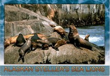 Alaskan Steller's Sea Lions, Kenai Fjords National Park! postcard