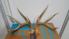 AWESOME WHITETAIL DEER sheds 143 2/8 Antlers mule mount taxidermy elk rack