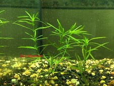 Guppy Grass, Najas guadalupensis, Live Aquarium/Aquatic/Shrimp/Low Light Plant