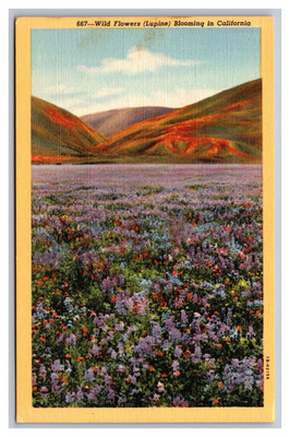 California Wildflowers Lupine Blooming Springtime Mountains Linen Postcard