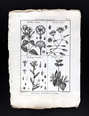 1793 Lamarck Botanical Print Mirabilis Abronia Plumbago Weigela Plant Species