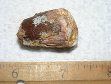 Dinosaur fossil tooth Spinosaurus Cretaceous Era bigger 1.5 inch long E6