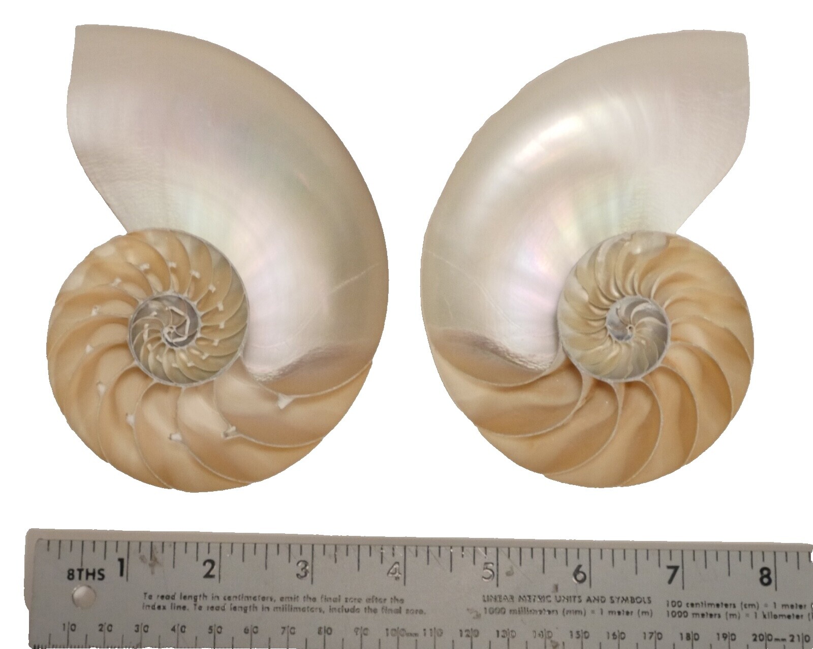 Mother of Pearl Shell | eBay