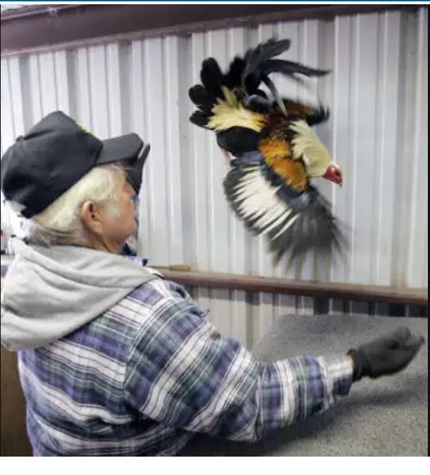 gamefowl collectibles eBay