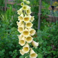Foxglove Yellow Digitalis grandiflora x 6 Perennial Plug Plants Cut